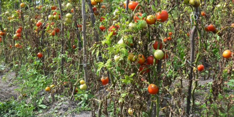 Bolile Tomatelor: Identificare, Prevenție și Tratamente