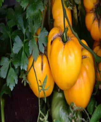 Roșii Galbene de Tismana – tomate mari, galbene, cu aspect unic, ideale pentru diverse preparate culinare.