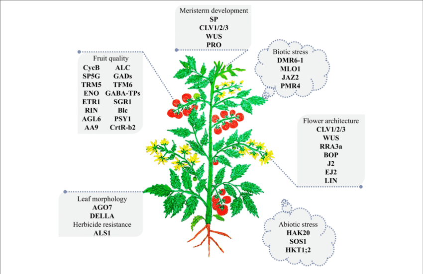 Genetica tomate